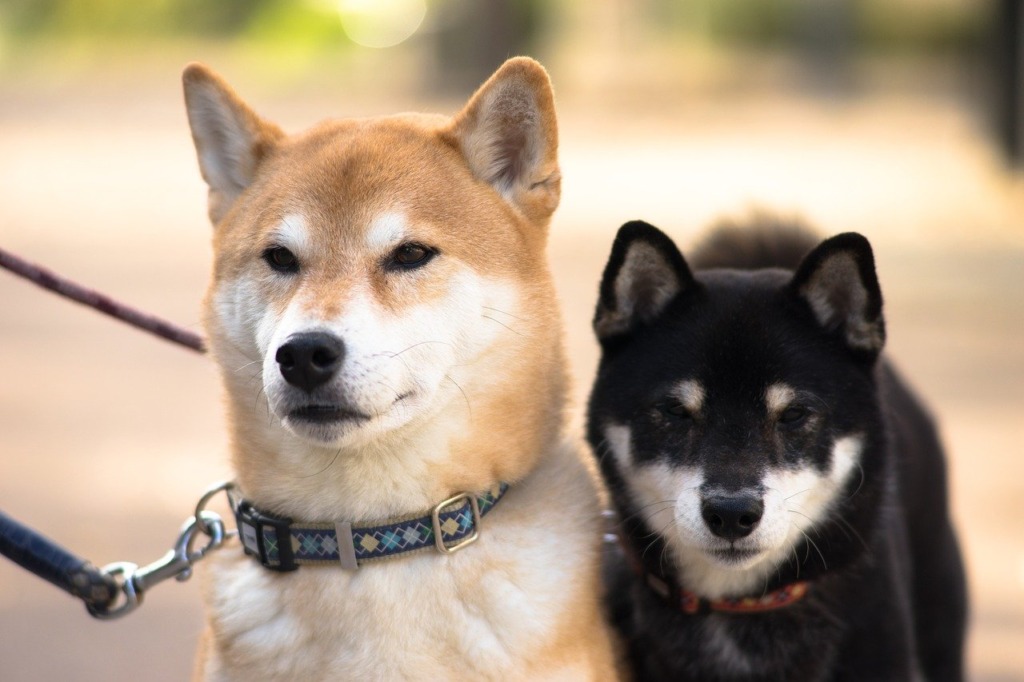 茶色と黒の柴犬